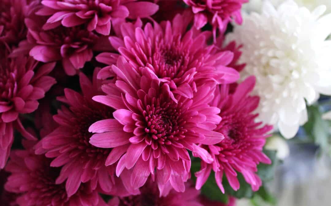 Vers la fin des Chrysanthèmes ?