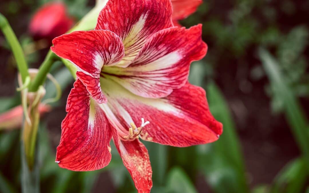 Tout savoir sur : l’Amaryllis