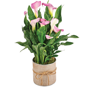 Calla : création florale originale de calla rose