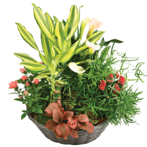 Jardin sauvage : assemblage champêtre et forestier