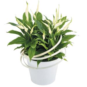 Spathiphyllum : plante fleurie d'intérieur