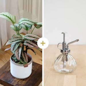 Calathea Majestica White Star avec cache-pot et son vaporisateur - Livraison par Chronopost - L'atelier Interflora - Interflora
