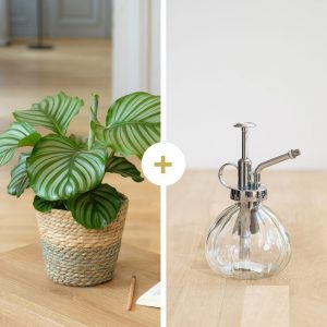 Calathea Orbifolia avec cache-pot et son vaporisateur - Livraison par Chronopost - L'atelier Interflora - Interflora