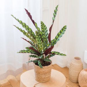 Calathea Rattlesnake - Livraison par Chronopost - L'atelier Interflora - Interflora