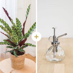 Calathea Rattlesnake avec cache-pot et son vaporisateur - Livraison par Chronopost - L'atelier Interflora - Interflora
