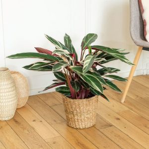 Calathea Triostar - Plante Intérieur - Livraison Plante à Domicile - Interflora