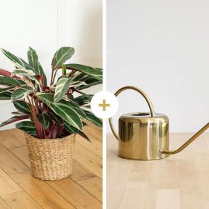 Calathea Triostar avec cache-pot et son arrosoir doré - Livraison par Chronopost - L'atelier Interflora - Interflora