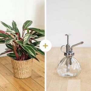 Calathea Triostar avec cache-pot et son vaporisateur - Livraison par Chronopost - L'atelier Interflora - Interflora