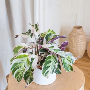 Calathea White Fusion - Livraison par Chronopost - L'atelier Interflora - Interflora