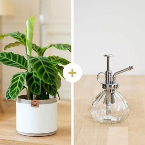 Calathea Zebrina avec cache-pot et son vaporisateur - Livraison par Chronopost - L'atelier Interflora - Interflora