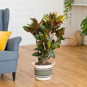 Croton et son cache-pot - Livraison par Chronopost - L'atelier Interflora - Interflora