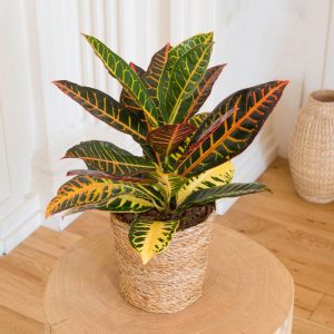 Croton et son cache-pot - Livraison par Chronopost - L'atelier Interflora - Interflora