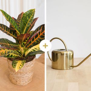 Croton avec cache-pot et son arrosoir doré - Livraison par Chronopost - L'atelier Interflora - Interflora