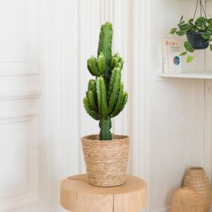 Euphorbe Ingens - Livraison par Chronopost - L'atelier Interflora - Interflora