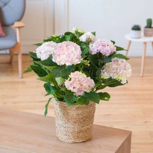 Hydrangea + cache pot - Collection plantes - Livraison par Chronopost - L'atelier Interflora