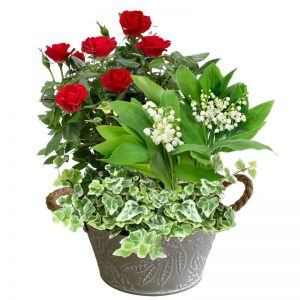 Jardin de muguet - Livraison par Chronopost - L'atelier Interflora - Interflora