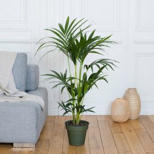 Kentia - Livraison par Chronopost - L'atelier Interflora - Interflora
