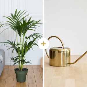 Kentia et son arrosoir doré - Livraison par Chronopost - L'atelier Interflora - Interflora