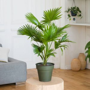 Palmier Livistona - Livraison par Chronopost - L'atelier Interflora - Interflora