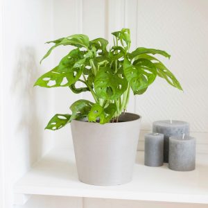 Monstera Monkey - Livraison par Chronopost - L'atelier Interflora - Interflora