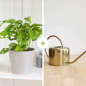 Monstera Monkey avec cache-pot et son arrosoir doré - Livraison par Chronopost - L'atelier Interflora - Interflora