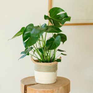 Monstera Deliciosa - Livraison Gratuite - Interflora