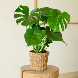 Monstera Deliciosa D21 - Livraison par Chronopost - L'atelier Interflora - Interflora