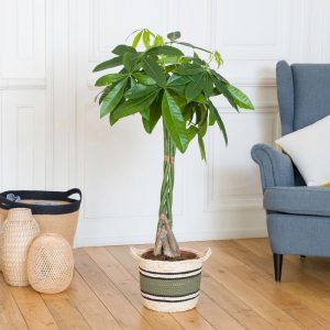 Pachira Aquatica - Livraison Gratuite - Interflora