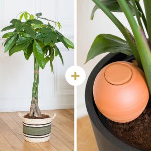 Pachira Aquatica et son oya - Livraison par Chronopost - L'atelier Interflora - Interflora