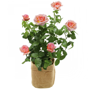 Rosier jardin - Livraison Chronopost à domicile - Interflora