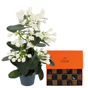 Stéphanotis et ses chocolats LOUIS - Livraison par Chronopost - L'atelier Interflora - Interflora