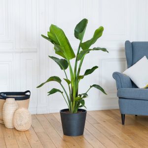 Strelitzia - Livraison par Chronopost - L'atelier Interflora - Interflora