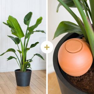 Strelitzia avec cache-pot et son oya - Livraison par Chronopost - L'atelier Interflora - Interflora