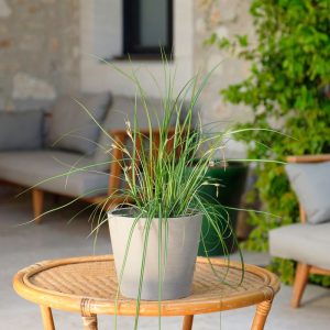 Carex - Livraison par Chronopost - L'atelier Interflora - Interflora