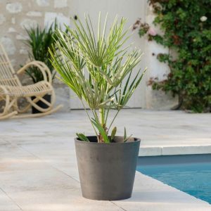 Chamaerops Humilis - Livraison par Chronopost - L'atelier Interflora - Interflora