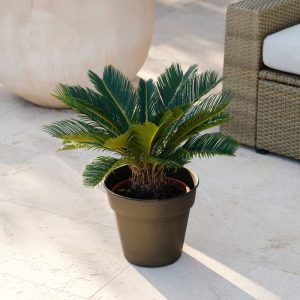 Cycas - Livraison par Chronopost - L'atelier Interflora - Interflora