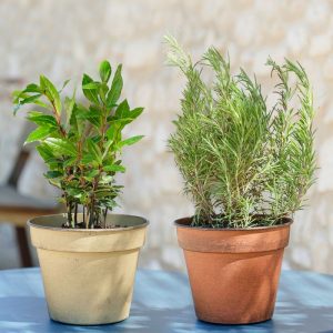 Duo Romarin et Laurier - Livraison par Chronopost - L'atelier Interflora - Interflora