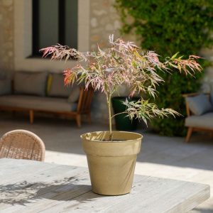 Erable du Japon et son cache-pot - Livraison par Chronopost - L'atelier Interflora - Interflora