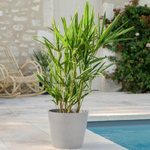 Palmier de Chine et son cache-pot - Livraison par Chronopost - L'atelier Interflora - Interflora