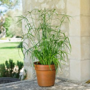 Papyrus - Livraison par Chronopost - L'atelier Interflora - Interflora