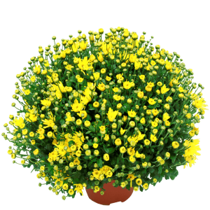 Chrysanthèmes unicolore petites fleurs - Toussaint