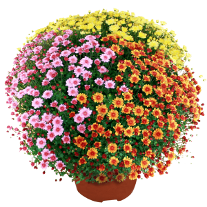 Chrysanthème multicolore petites fleurs - Toussaint