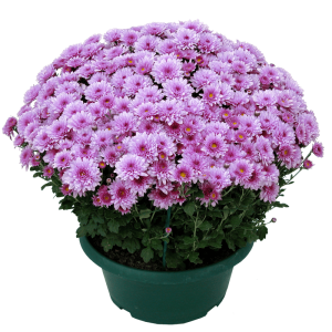 Chrysanthème unicolore petites fleurs - Toussaint