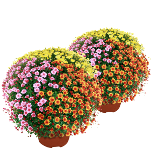 Duo de chrysanthèmes multicolores petites fleurs - Toussaint
