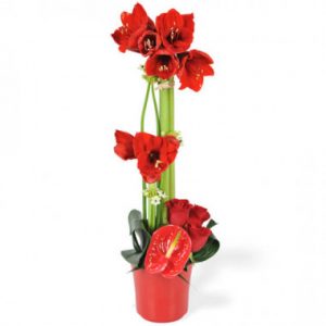 Composition de fleurs rouges Fidji