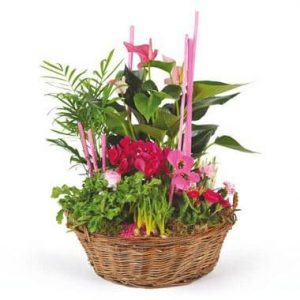 Composition de plantes Le Jardin des Druides