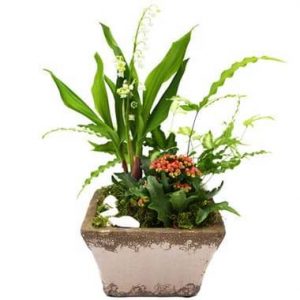 Composition Mon Joli Muguet