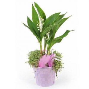 Composition Rosée de Muguet