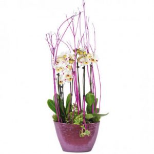 Coupe d'Orchidées blanches Comtesse de Ségur