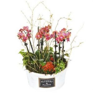 Coupe de mini orchidées Miss Eglantine